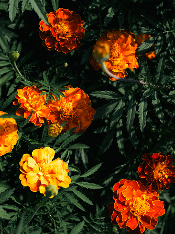 Blooming Marigolds: Marigold blooms with rich colors against a backdrop of greenery. Uses: Home gardening guides, flower shop displays, horticulture articles.