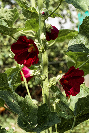 Red flowers with yellow centers are surrounded by lush green leaves under sunlight.