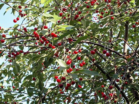 A serene view of cherry tree branches laden with ripe, red fruit; green leaves accentuate the vivid color of the cherries.