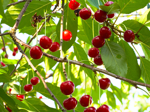 A scene of abundance as ripe cherries dangle from branches surrounded by lush leaves, epitomizing a successful harvest season.
