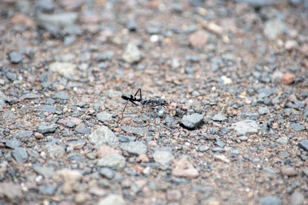 An Australian Bull ants warrior