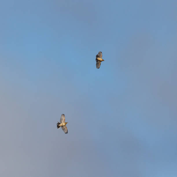 Early springtime morning close-up from directly below of two Western yellow wagtails (Motacilla Flava) both flying with spread wings against a clear blue sky- [in the Netherlands the Yellow Wagtail is on the Red List of Threatened Species]