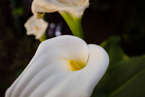 Beautiful white Giant Calla Lily flowers in the garden. Perfect natural background. High quality photo