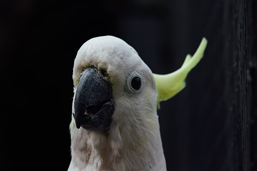 Cockatoo bird close up