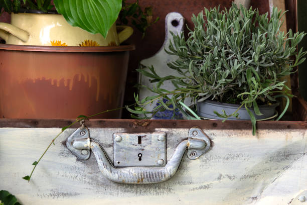Aromatic plants growing in pots on a blue metal table in front of a window in burford, a charming town in the cotswolds region of england
