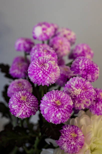 istock purple chrysanthemum flowers in a vase. 2150539802