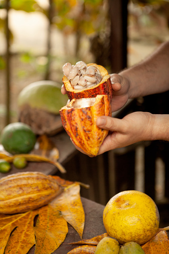 Hands holding a large orange Cacao pod that has been split open to expose the Cacao beans inside, in the area of Baracoa, which is a Cacao growing region and Cuba's main chocolate manufacturing area.