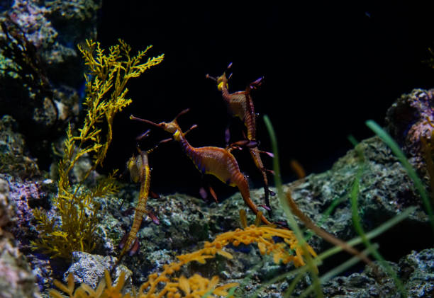 Seahorse in the water at a night dive. Incredible colors. Surreal. The sea horse is like a chameleon but in the sea, it blends in with the environment and can change color when it needs.