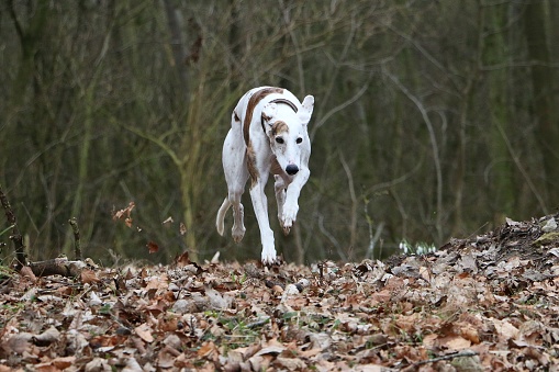 Pretty galgo runs across a leaf-covered ground in the autumn forest
