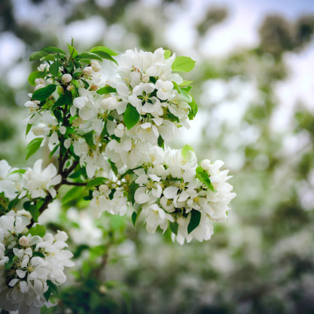 White apple flowers in full bloom