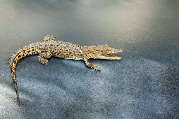istock Little baby crocodile close up 2150542095