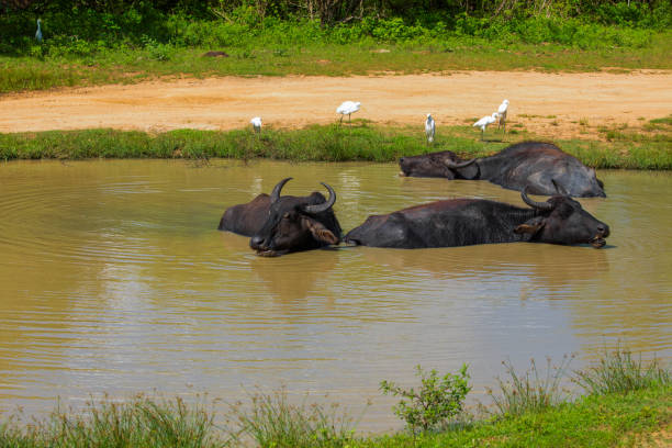 Buffalo in Southeast Asia. A farmer The entire workforce Dairy and beef farmers raise.