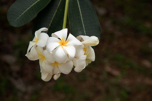 Sampaguita Jasmine national tree of Republic of the Philippines, White Sampaguita Jasmine or Arabian Jasmine flowers blossom with morning light.