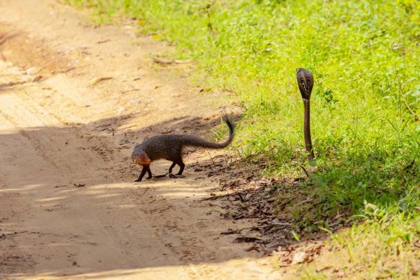 istock mongoose fights with an aggressive cobra in the wild 2150542290