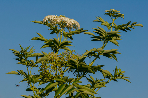Clusters of white flowers and unripe green berries of the Florida Elderberry, Sambucus canadensis on a sky-blue background.