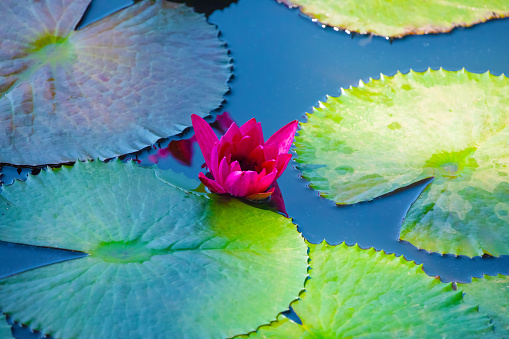 Panoramic of blooming Lotus flower on Green blurred background.Colorful water lily flower Attraction in pond at Sri Lanka . Selective focus.