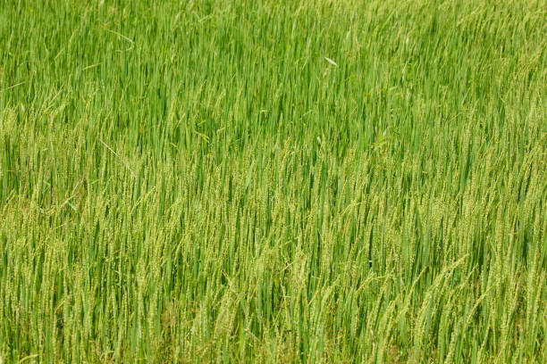 rice spikelet inflorescence. Close-up to green rice seeds in ear of paddy. Beautiful golden rice field and ear