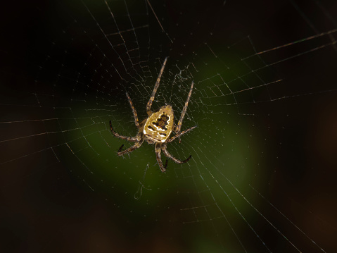 Umbria, Italy:
Arachnid on a spider web