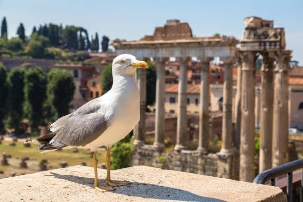 istock View at Seagull and ruins of Forum  in  Rome 2150543290