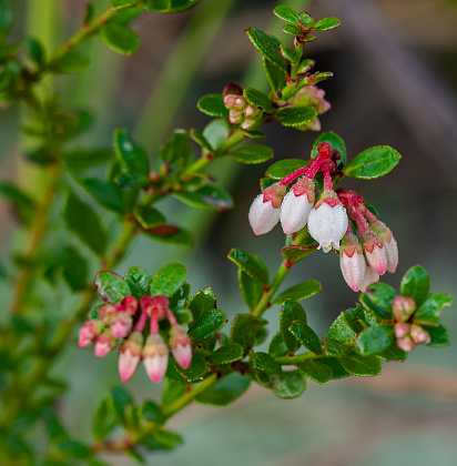 A close-up of the pinkish white urn-shaped flowers of the shiny blueberry, Vaccinium myrsinites, an evergreen shrub native to the lower southeastern us. Important wildlife food source.