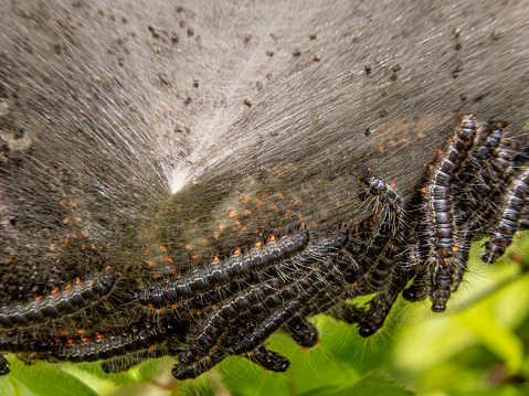 A tent caterpillar nest