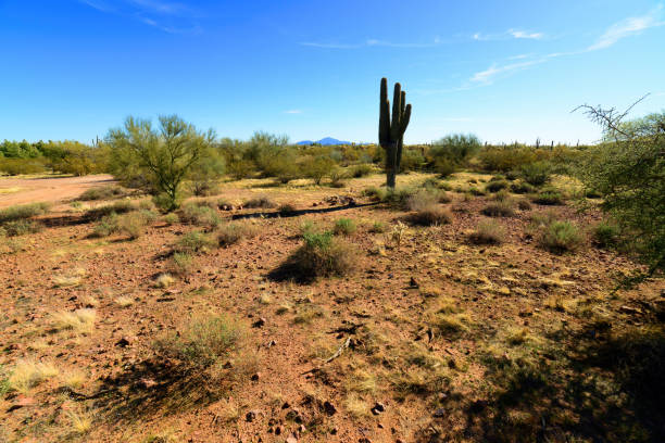 istock Central Sonora Desert Arizona 2150543561