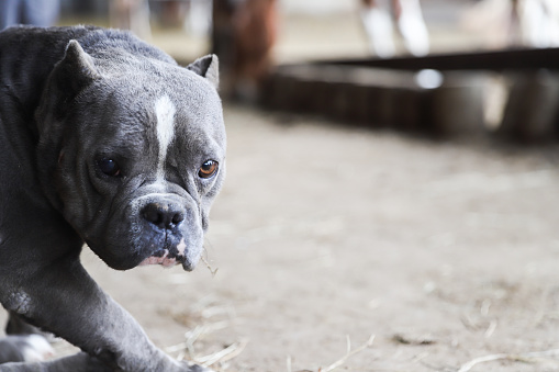A french bulldog walking around the horse farm,  it is the pet of the horse owner