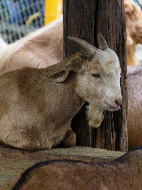 istock a photography of a goat laying down next to a tree. 2150544131