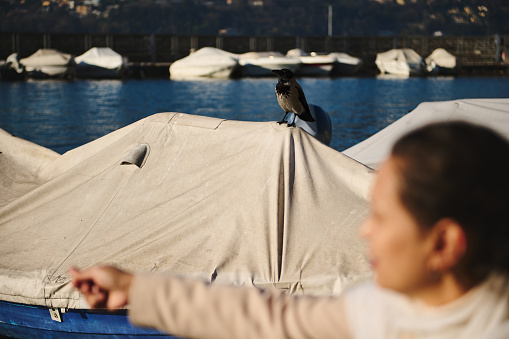 Selective focus on a small black bird sitting on a covered boat on the lake of Como. Blurred woman feeding birds, ducks and swans on the foreground