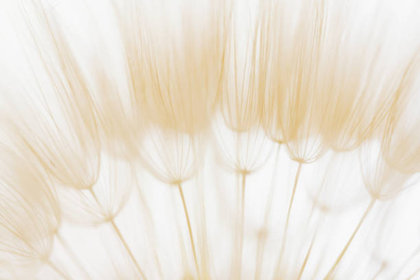 White dandelion in a forest at sunrise. Macro image, shallow depth of field. Abstract summer nature background