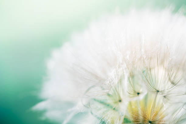 istock White dandelion in a green grass on a forest meadow. Macro image, 2150544545