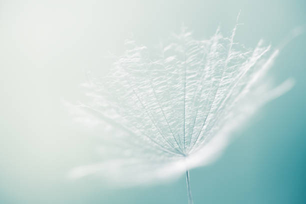 istock White dandelion in a forest against the blue sky. Abstract summer nature background 2150544549