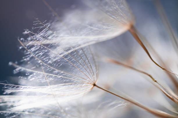 istock Big white dandelion in a forest at sunset. Macro image, shallow depth of field. 2150544572