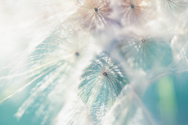 istock White dandelion in a summer forest. Macro image, shallow depth of field. 2150544578