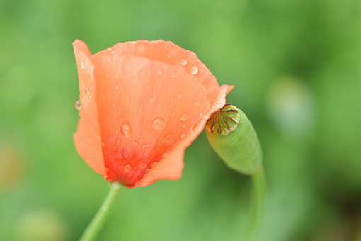 Spring plants poppies and rain drops