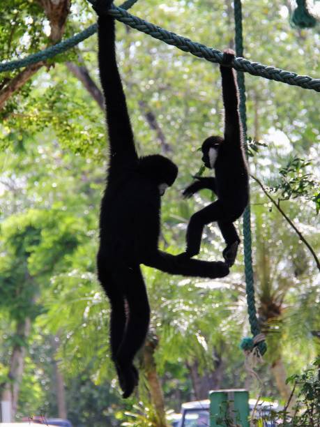 istock a photography of a monkey hanging from a rope in a tree. 2150545559