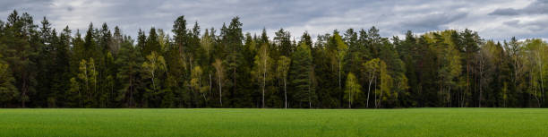 mixed forest behind a green grass field under a cloudy sky. widescreen panoramic photo 20x5 format. scenic side view