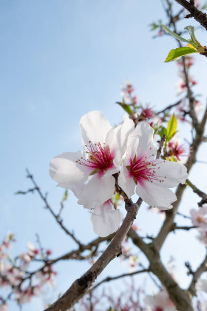istock Flowers of cherry tree in a sunny day 2150548089