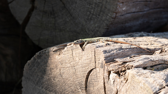 Lizard takes the sun's rays by resting on a cut trunk