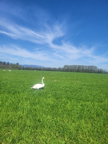 swan in the field