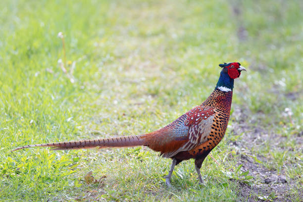 istock colorful pheasant rooster in natural habitat 2150549095