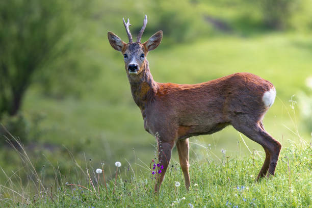 istock curious roe deer buck in natural habitat 2150549098