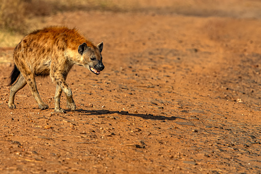 Spotted Hyena hunting in wild