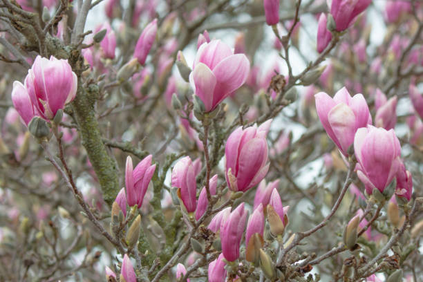 istock Beautiful Spring Tulip-Magnolia tree- Howard County, Indiana 2150549972