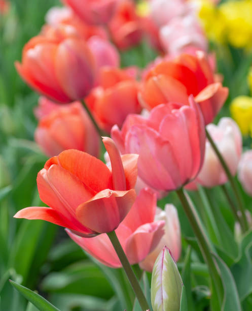 istock Beautiful Spring Tulips-Howard County, Indiana 2150549983