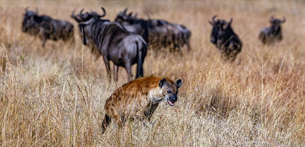 Spotted Hyena hunting in wild. Despite being commonly known as scavengers, hyenas are actually skilled hunters. They hunt cleverly and strategically, often circling around their prey within a certain distance while grazing. Prey animals usually underestimate hyenas due to their speed, but hyenas take advantage of this by easily adapting and hunting them. These hunting strategies of hyenas showcase an intriguing and dynamic aspect of wildlife during safaris.