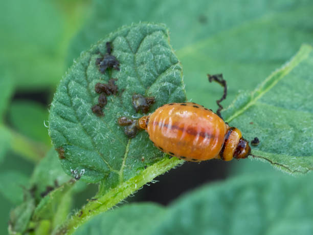 istock Colorado potato beetle larva eats potato leaves. Insect excrement. 2150552328