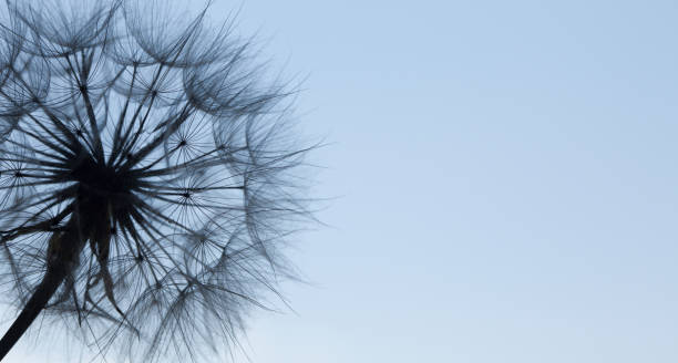 istock Dandelion silhouette fluffy flower on blue sunset sky 2150553867