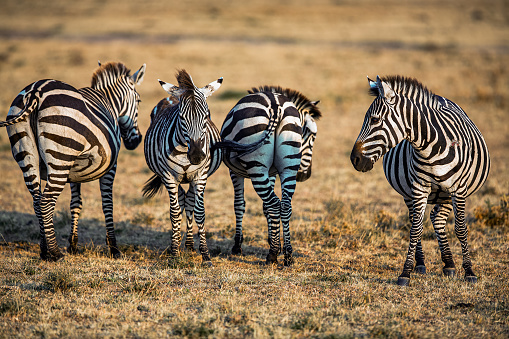 Plains Zebras watching against the predators in wilderness