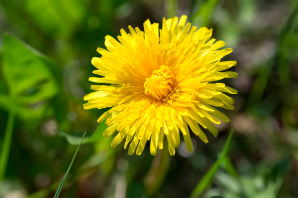 istock Yellow dandelion flower closeup selective focus 2150554642